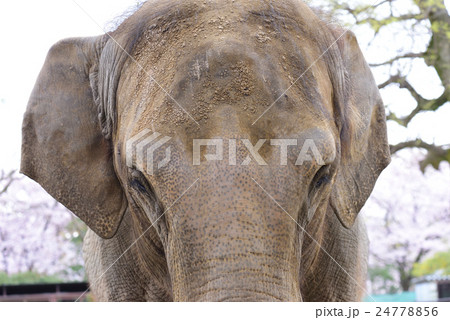 桜と象 24778856