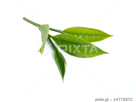 Green tea leaf on white background 24778872