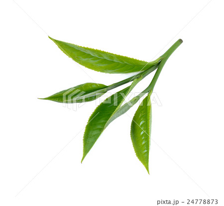 Green tea leaf isolated on white background 24778873