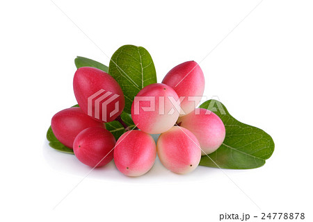 Karonda or Carunda Fruit on white background 24778878