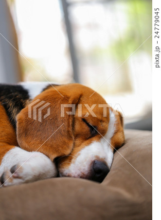 Young beagle sleep on pillow. Young beagle sleep on pillow. 24779045