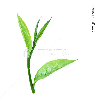 Fresh green tea leaf isolated on white background Fresh green tea leaf isolated on white background 24780269