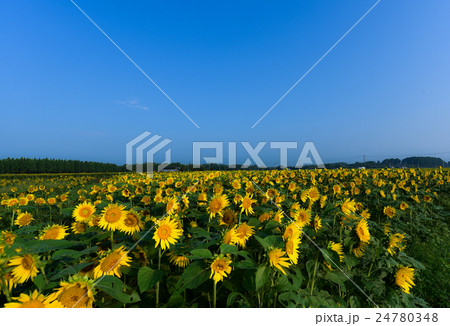高鍋ひまわり畑1 24780348