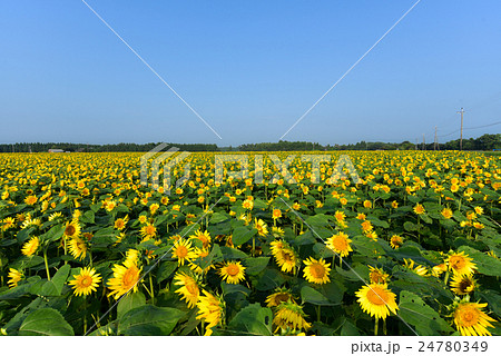 高鍋ひまわり畑2 高鍋ひまわり畑2 24780349