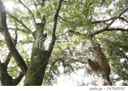 奈良県  春日大社 24780592