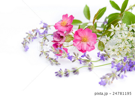 野バラとハーブ 野バラとハーブ 24781195