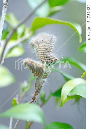 毛虫（チャドクガ） 24781424