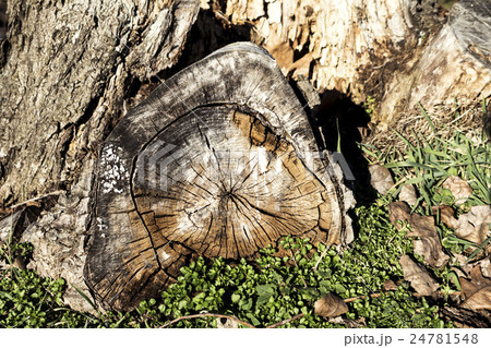 The old stump of the tree The old stump of the tree 24781548