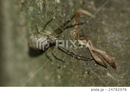 生き物 蜘蛛 セマルトラフカニグモ 背中の丸い虎模様の蟹型の蜘蛛 と言われても姿は想像できませんの写真素材