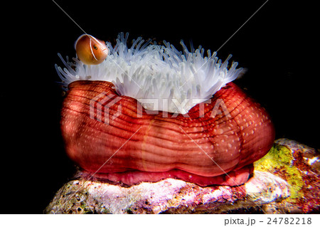 Clown fish inside red anemone in indonesia 24782218