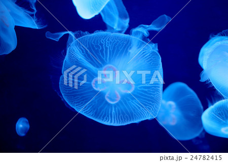 クラゲ 24782415