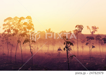 Vintage landscape and forest background Vintage landscape and forest background 24782979