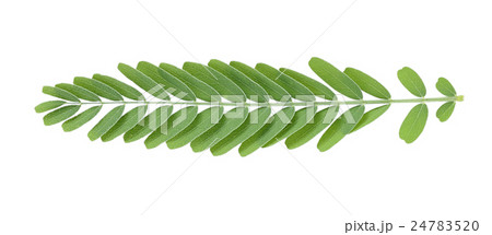 Agasta leaves isolated on White Background Agasta leaves isolated on White Background 24783520