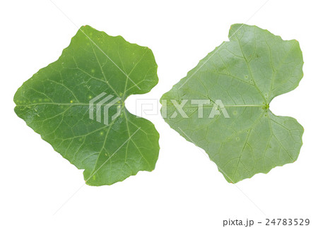 Coccinia grandis leaf isolated on white background 24783529