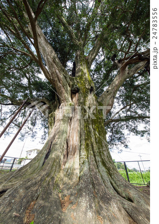 横室の大カヤ　群馬県 24783556