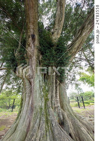 横室の大カヤ　群馬県 24783558