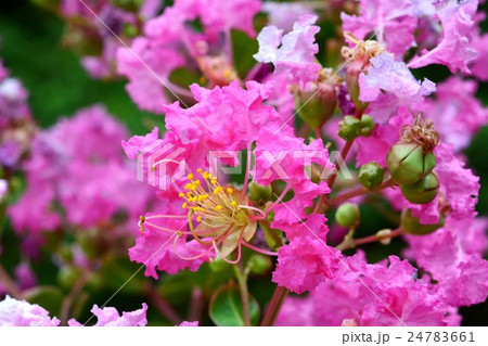 サルスベリ 24783661