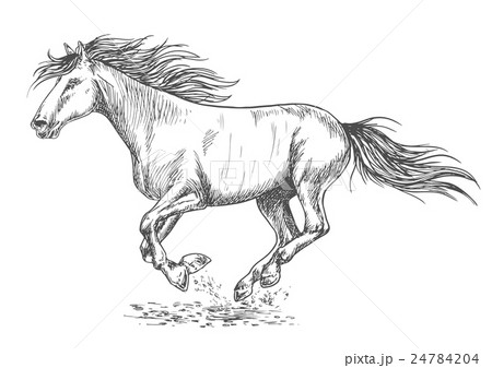 Rush running horse sketch portrait 24784204