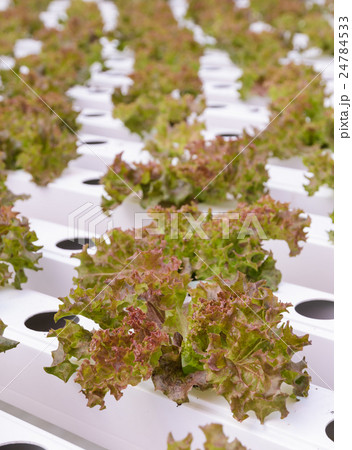 Red coral leaf lettuce vegetables plantation 24784533