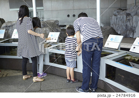 水族館　ふれあい体験 24784916