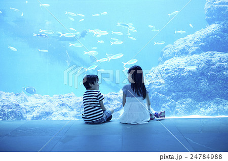 水族館 姉弟 お出かけ 水族館 姉弟 お出かけ 24784988