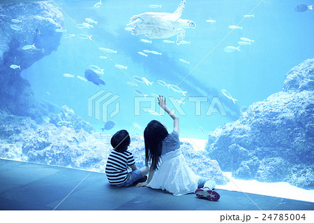 水族館でウミガメを見る姉弟 24785004