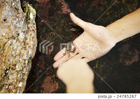 水族館　ふれあい体験 24785267
