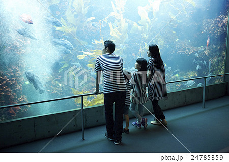 水族館 ファミリー 水族館 ファミリー 24785359