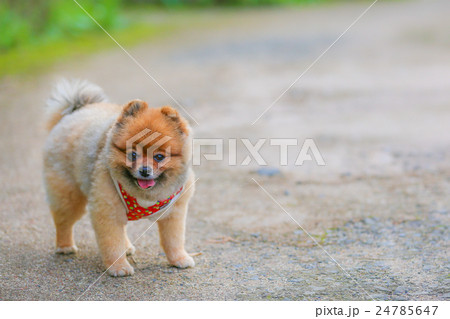 お散歩　ポメラニアン 24785647