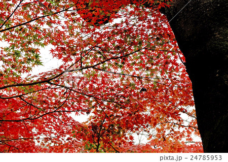 鮮やかな紅葉 鮮やかな紅葉 24785953