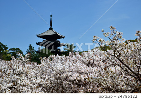 御室仁和寺（2016.4） 24786122