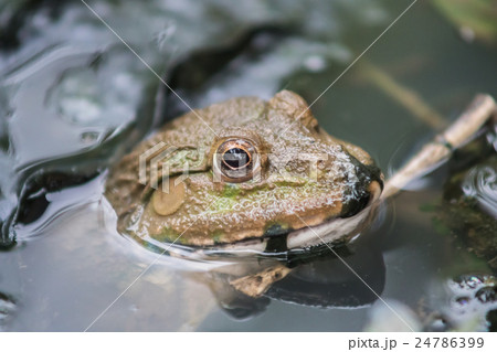 a frog in the water 24786399