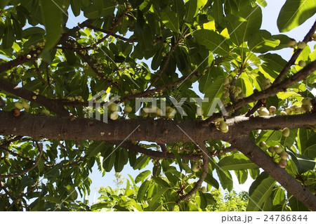 アコウの実 アコウの実 24786844