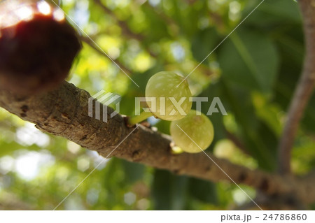 アコウの実 アコウの実 24786860