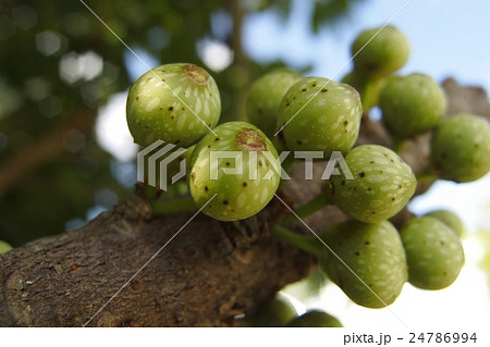 アコウの実 アコウの実 24786994