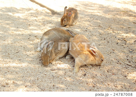 大久野島のウサギ 24787008