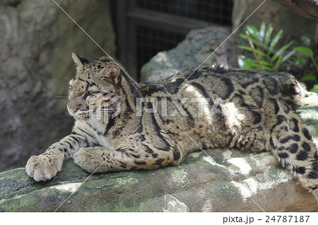 ウンピョウ ウンピョウ 24787187