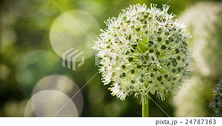 Beautiful White Allium circular globe shaped 24787363