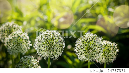 Beautiful White Allium circular globe shaped Beautiful White Allium circular globe shaped 24787371