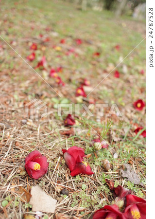 紺侘助の落ち椿　Camellia japonica`Konwabisuke' 24787528