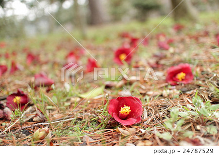 紺侘助の落ち椿　Camellia japonica`Konwabisuke' 24787529