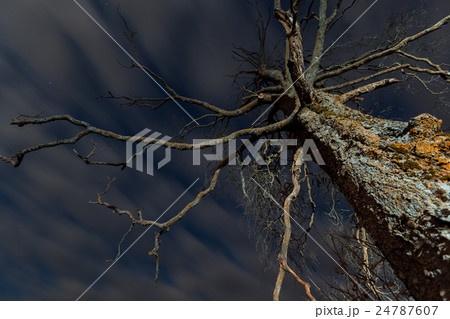 Old scary dry tree 24787607
