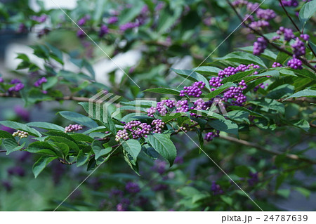 薮紫ヤブムラサキ 花言葉は 素直になれない の写真素材