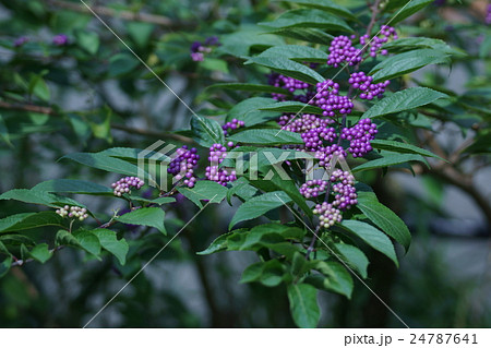 薮紫ヤブムラサキ 花言葉は 素直になれない の写真素材