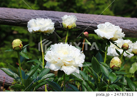 白い芍薬の花 24787813