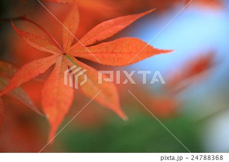 紅葉と秋 24788368