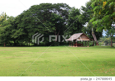 landscape of grass field 24788645