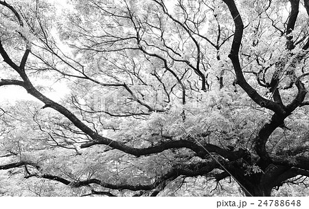 Giant Monkey Pod Tree Giant Monkey Pod Tree 24788648