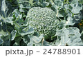 ブロッコリー 24788901
