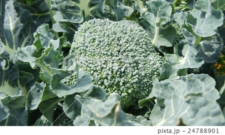 ブロッコリー 24788901
